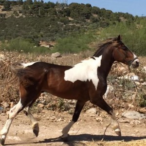 πωλησεις αλογων 2